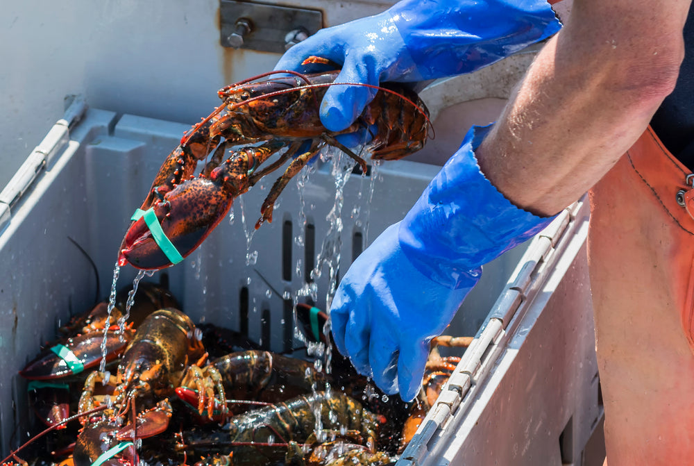 Fresh Seafood and Lobster Delivery